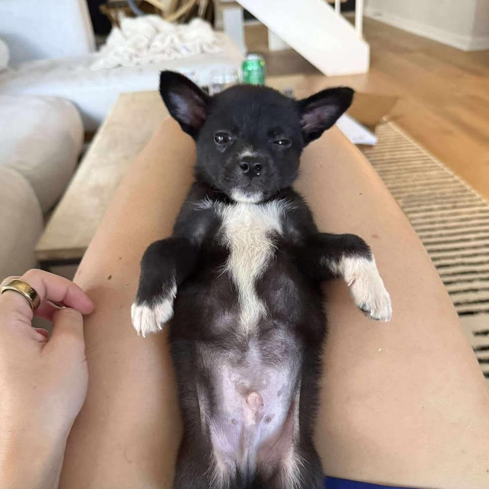 Tom