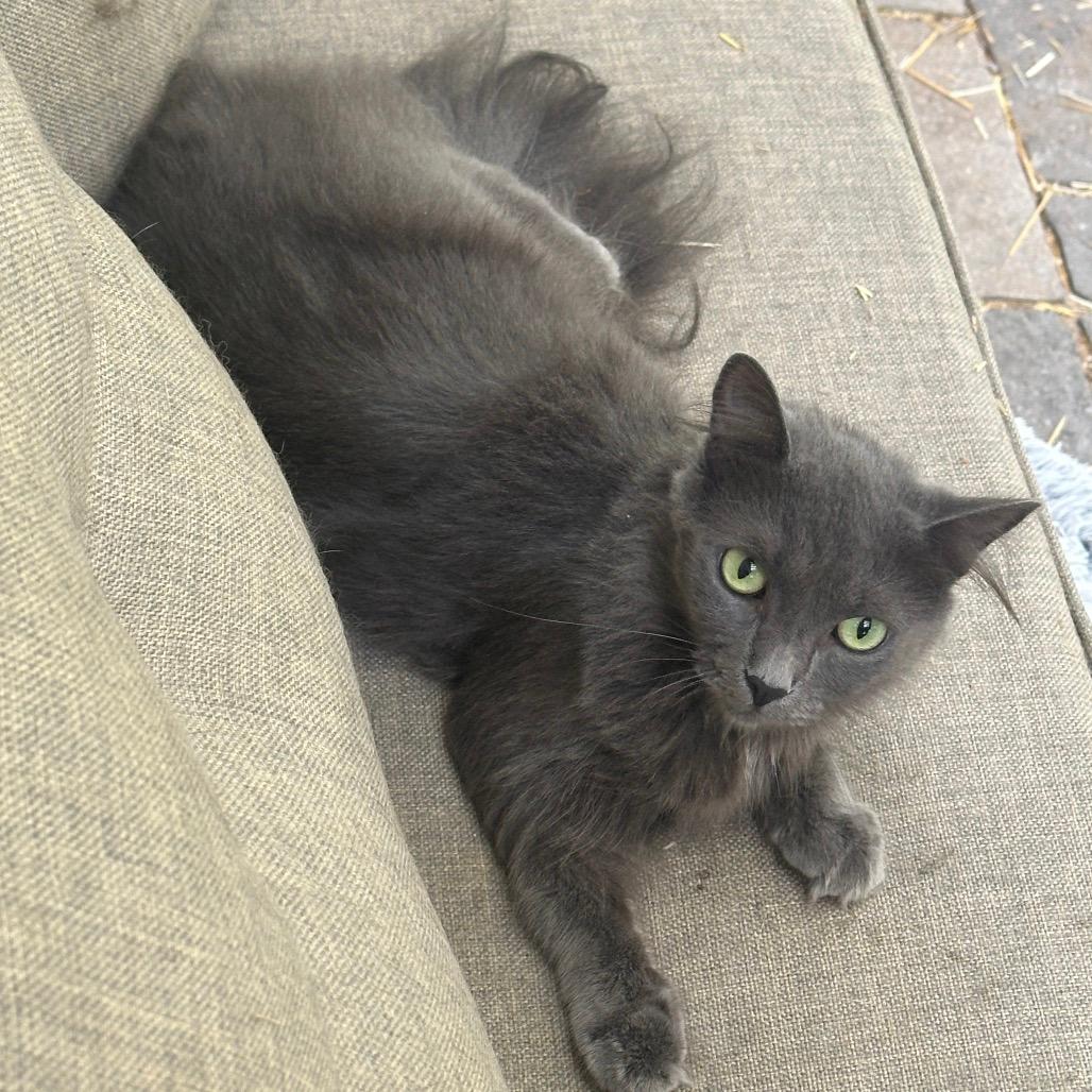 Arwen