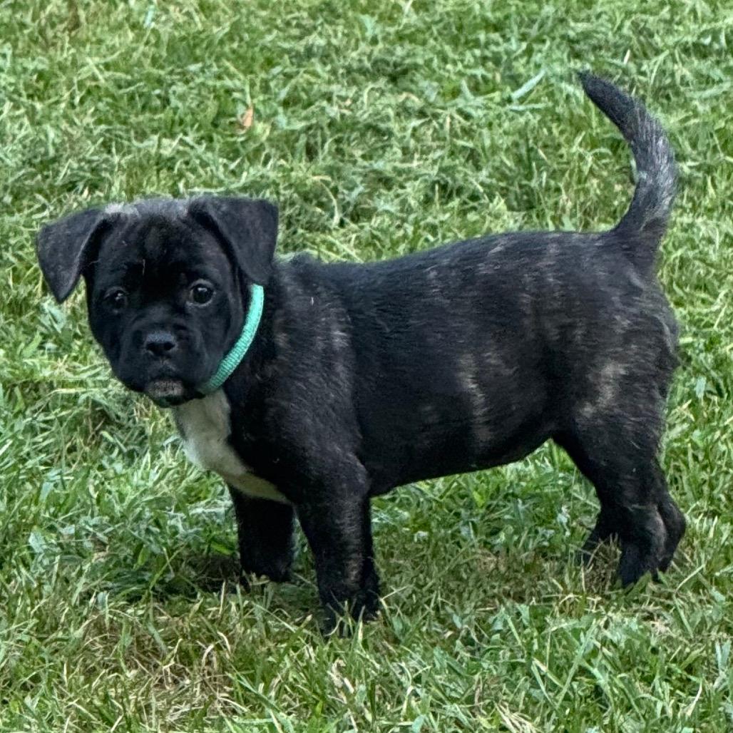 Penelope 
