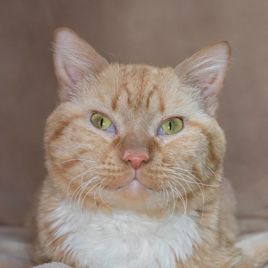 Oscar