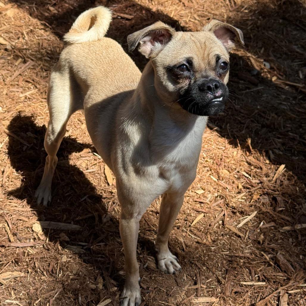 Mac