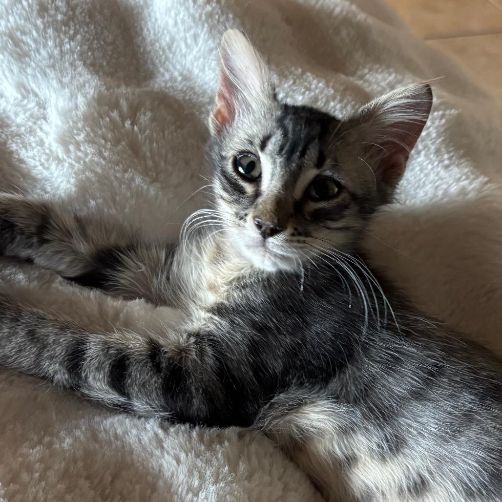 Pipsqueak 2