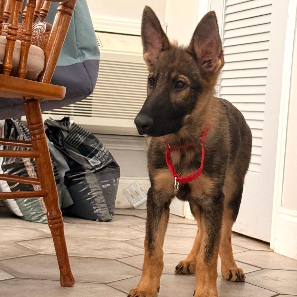 Freida