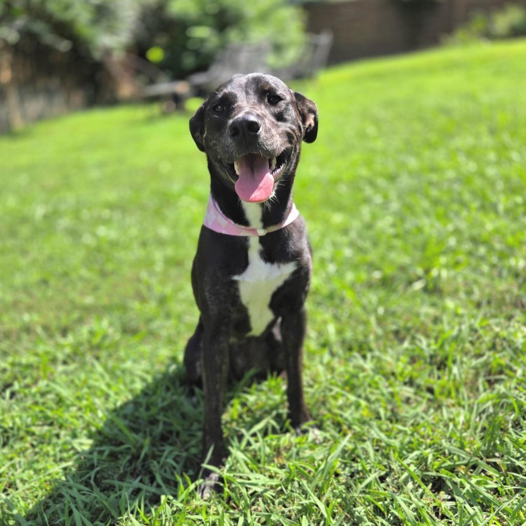Josie