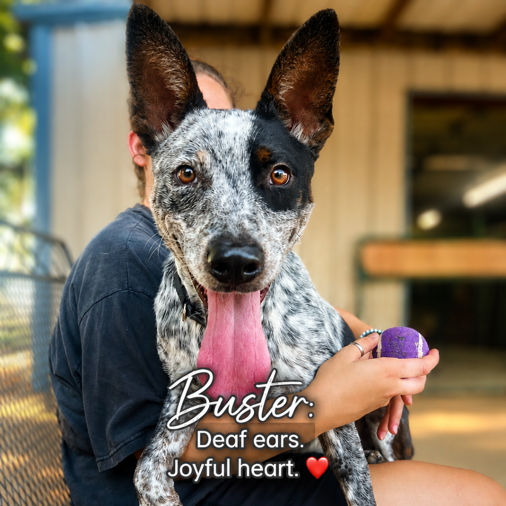 Buster
