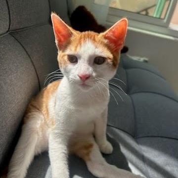 Jack