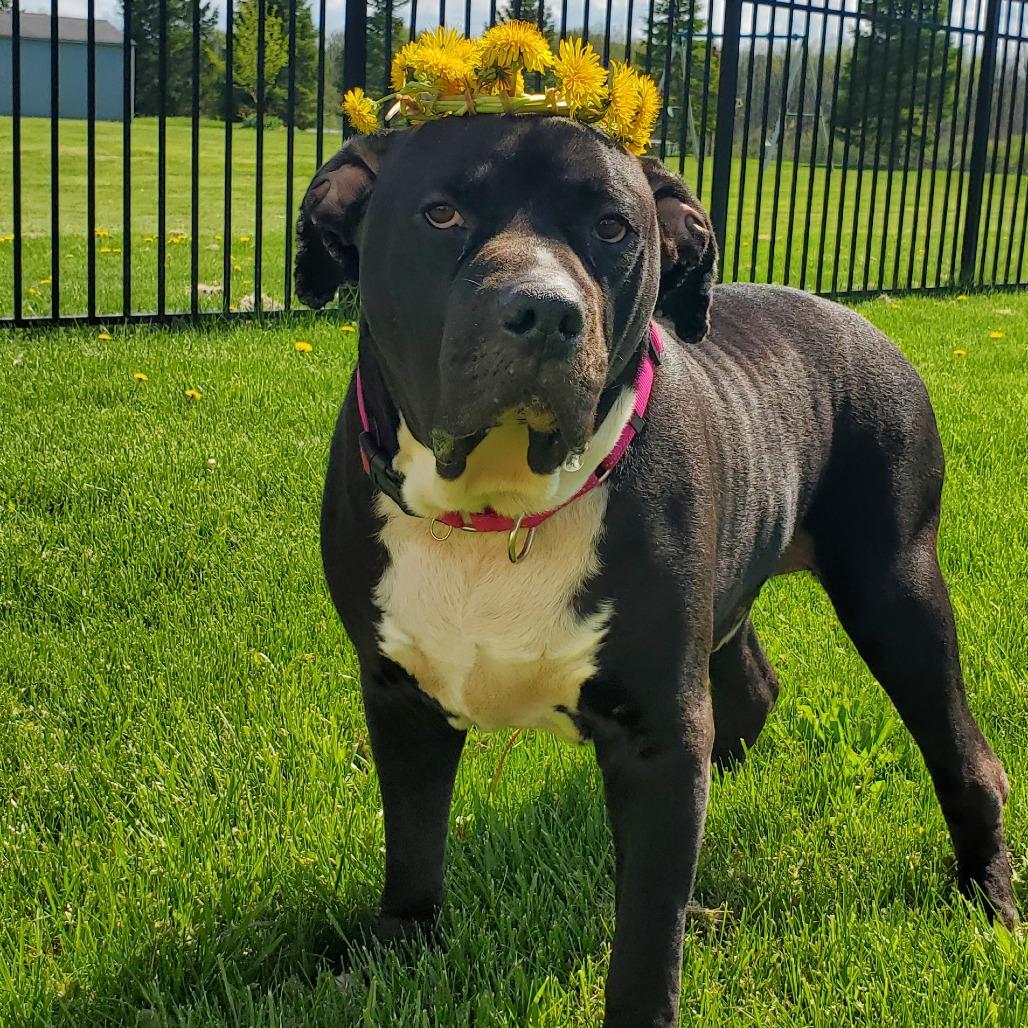 Diesel