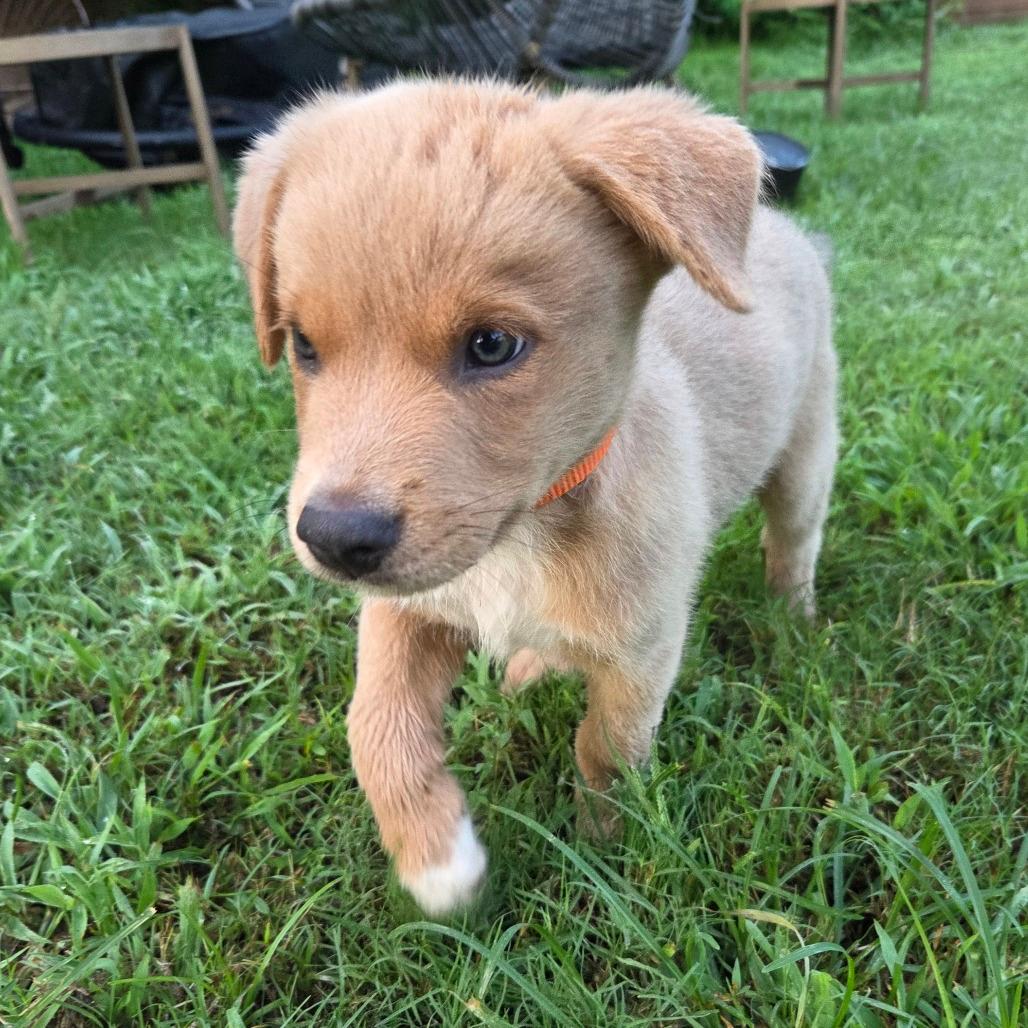 Winston