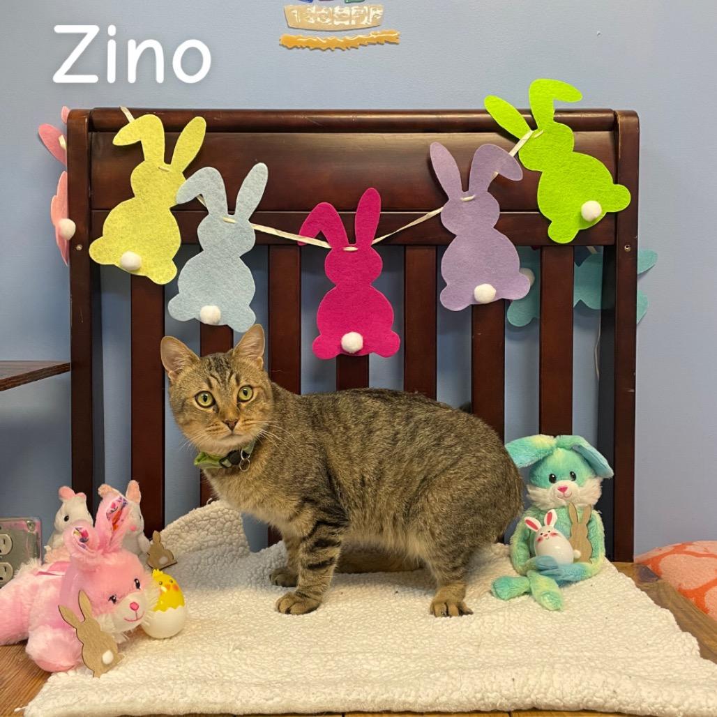 Zino