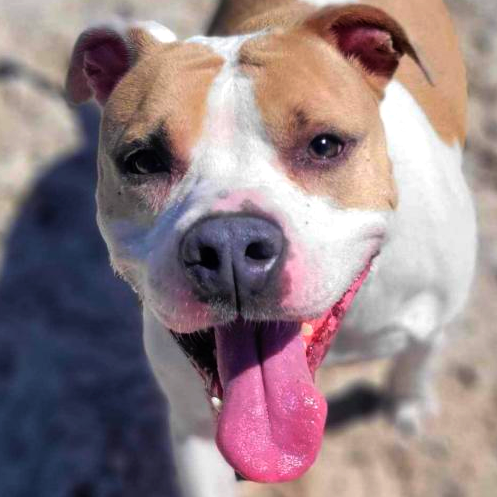 Luna aka Loony Tunes