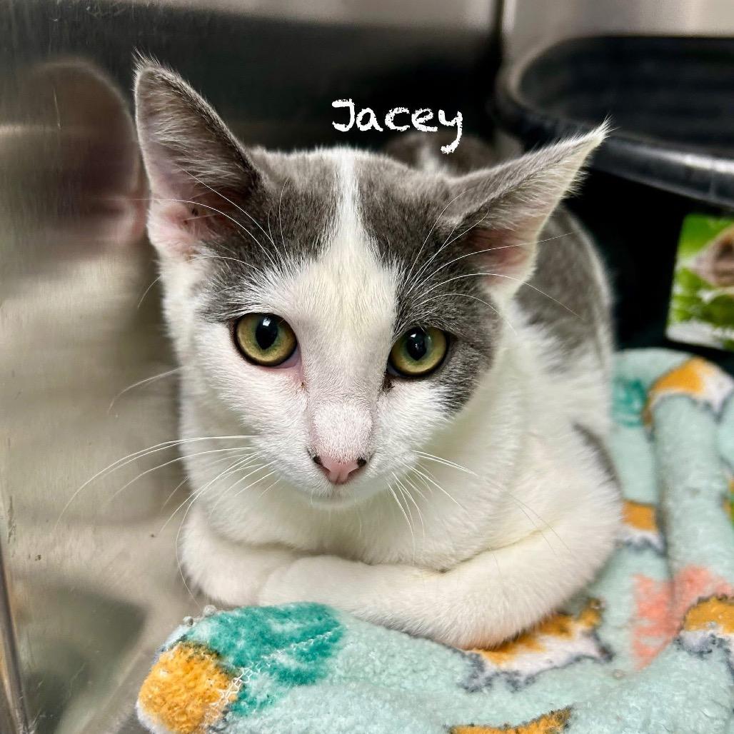 Jacey