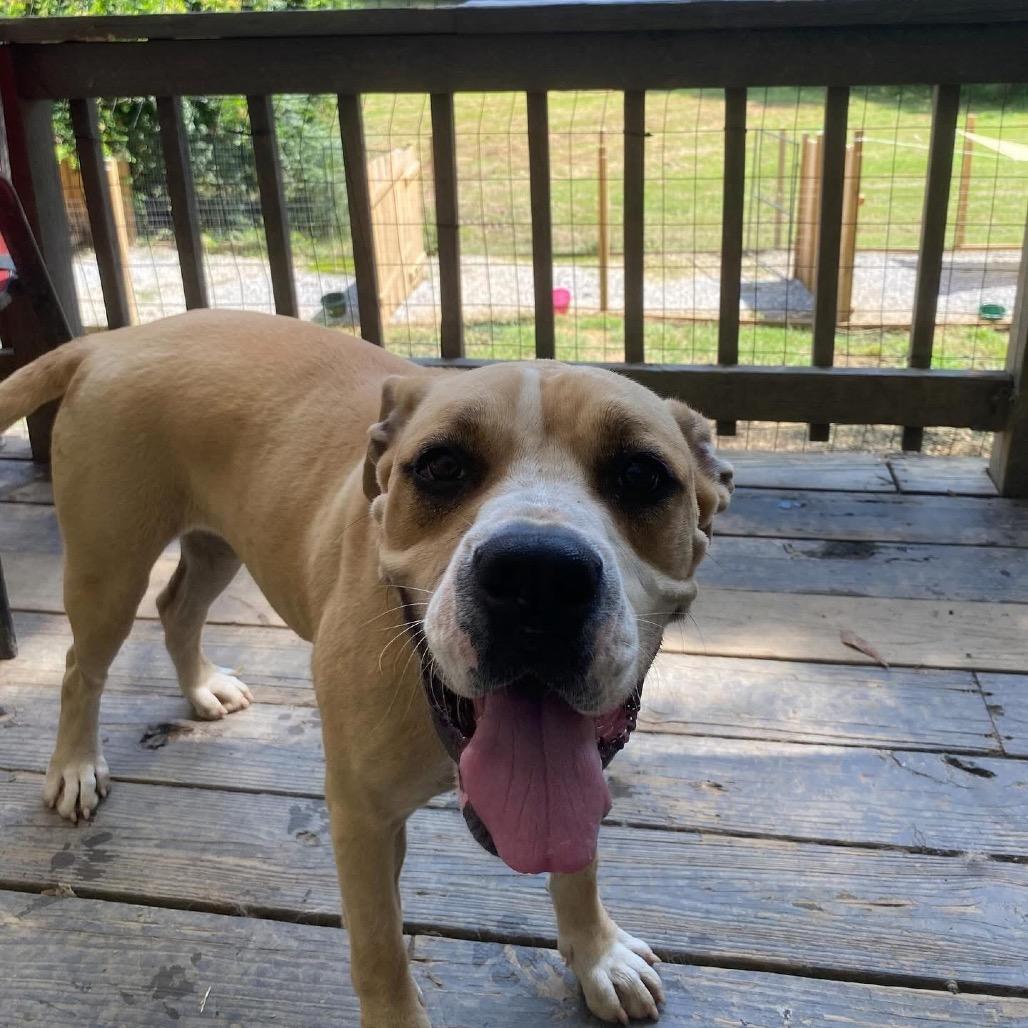 Nugget (Adoption Fee-SPONSORED!)