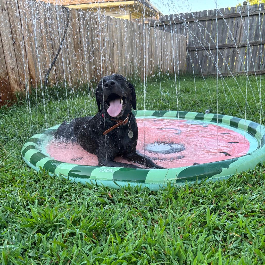 Finn (In Foster)
