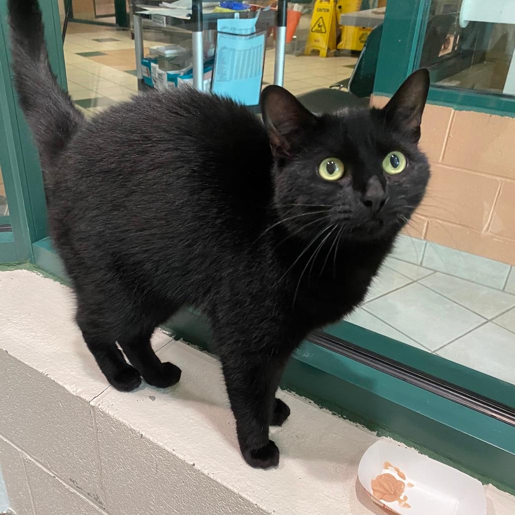Binx-$199