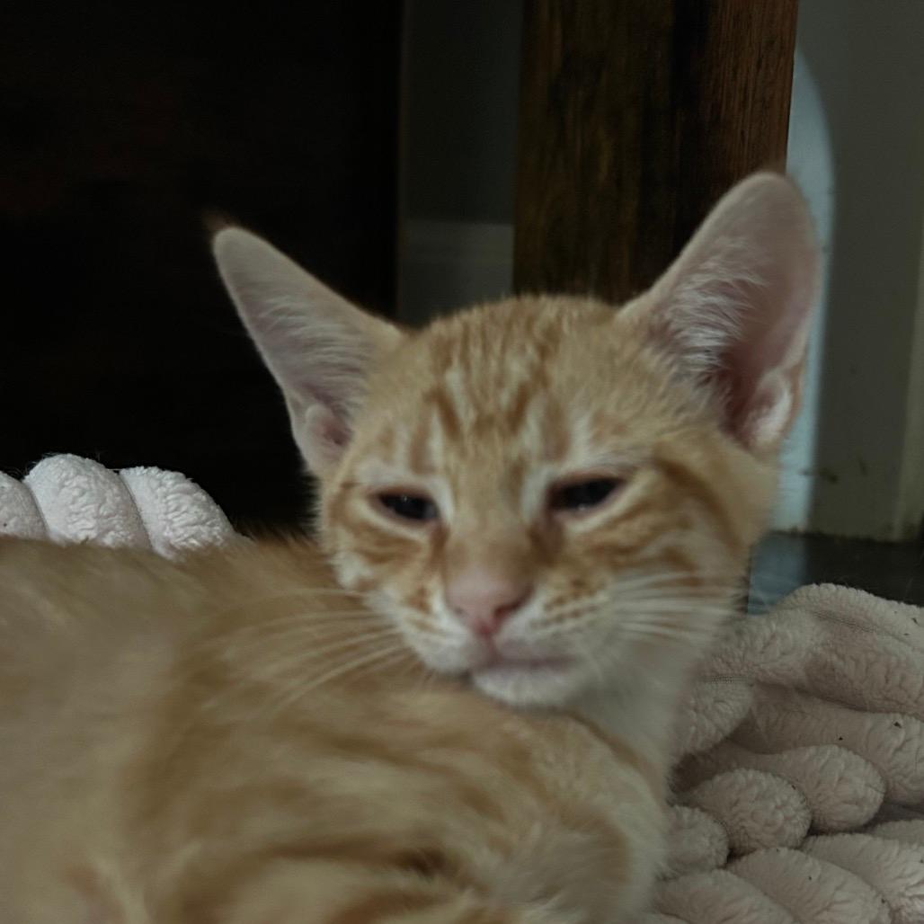 Darwin