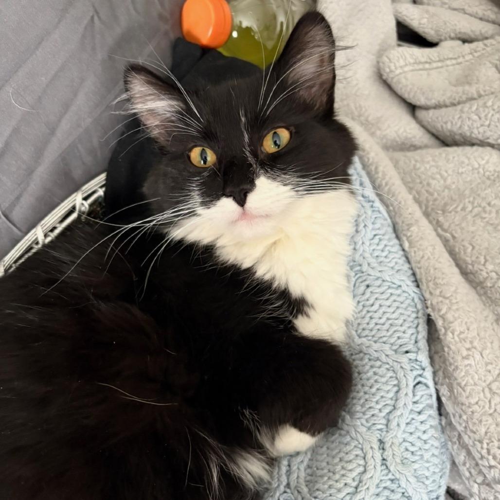 Tori -Beautiful Maine Coon mix 