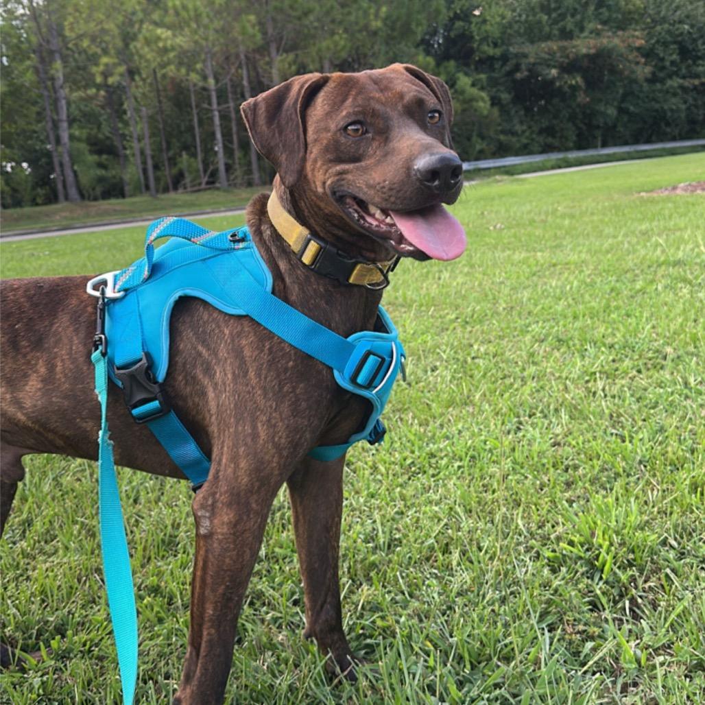 Oliver (Adoption Fee-SPONSORED!) In Foster