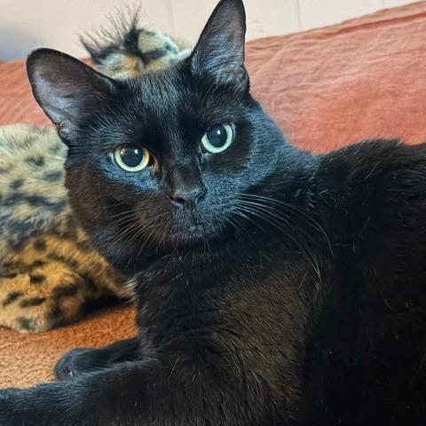 Nala-In Foster