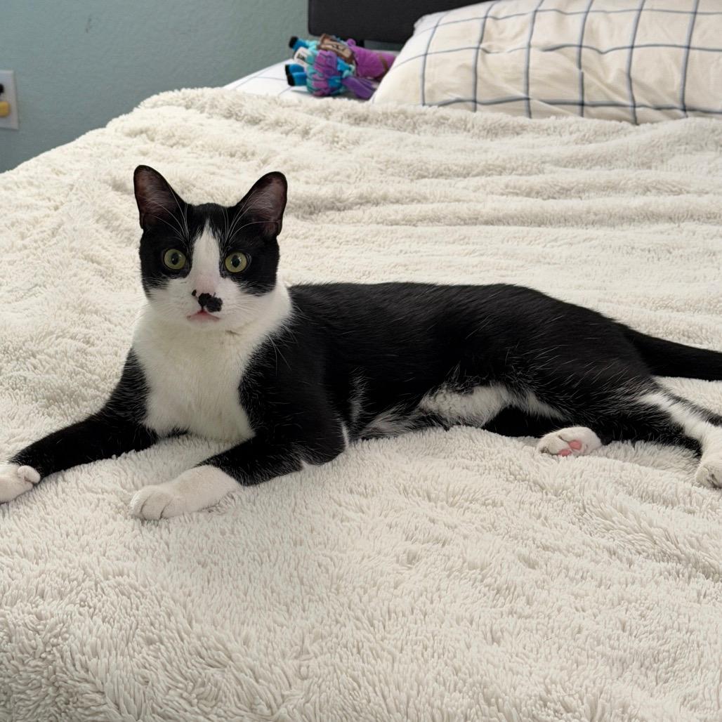 Cassius (Home adoption)