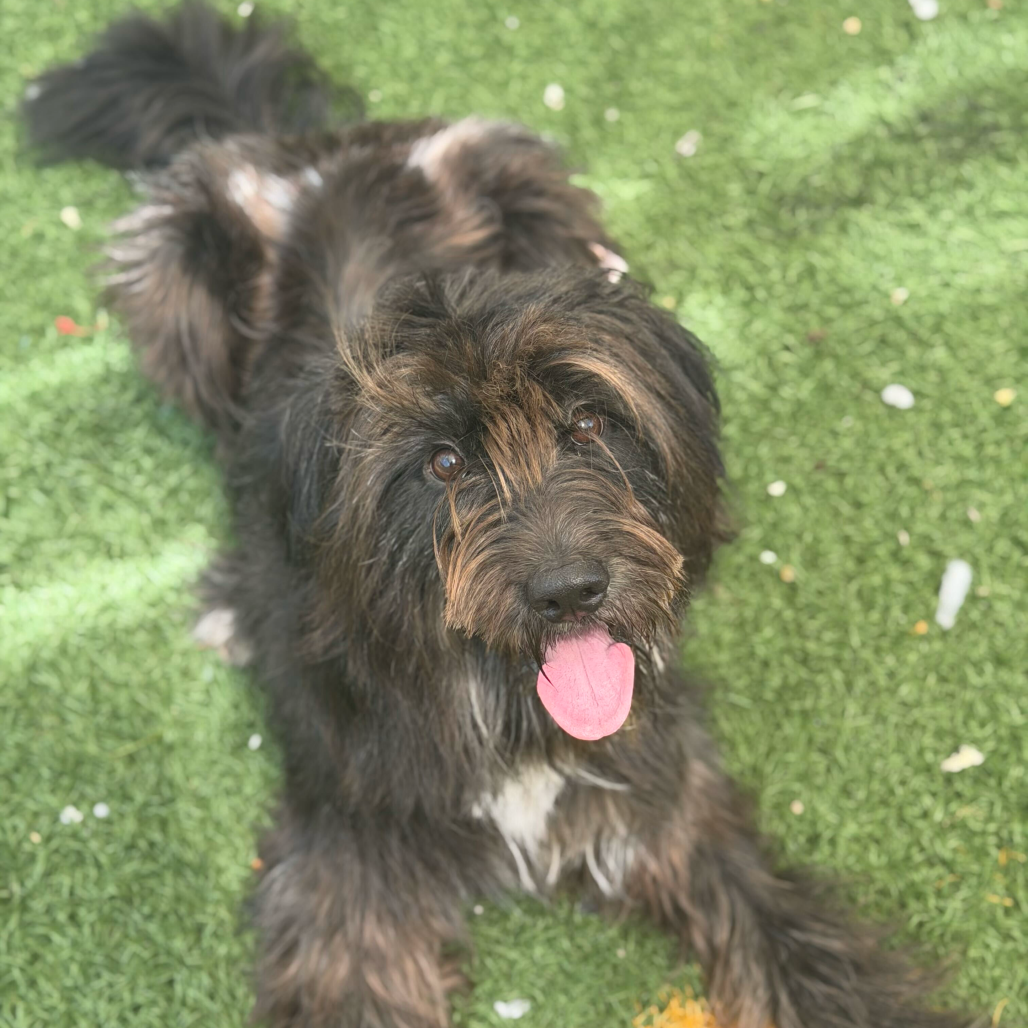 Blu Bear (Benefactor Dog)