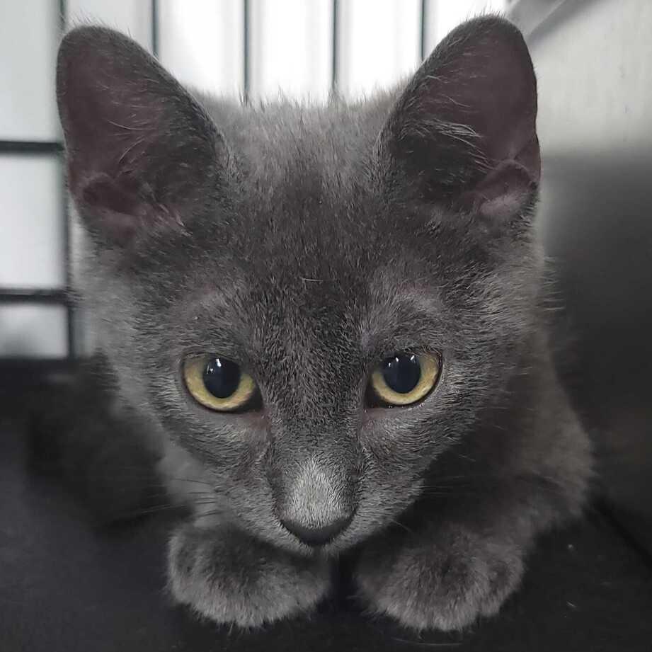 Zeus