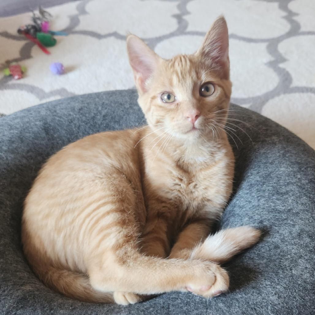 Max