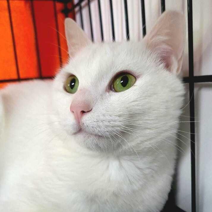 Pasha