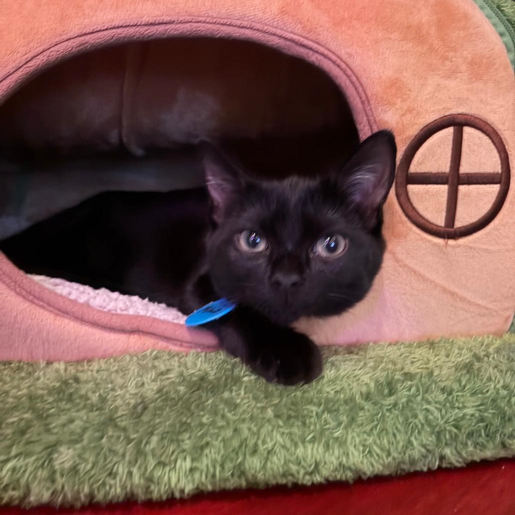 Miko (cat cafe adoption)