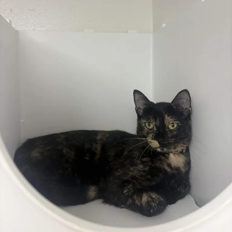 Kohaku (cat cafe adoption)