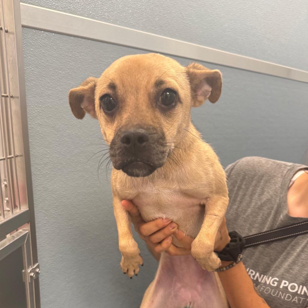 Almond - In Foster to Adopt