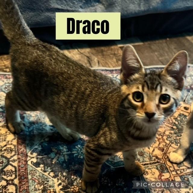 Draco