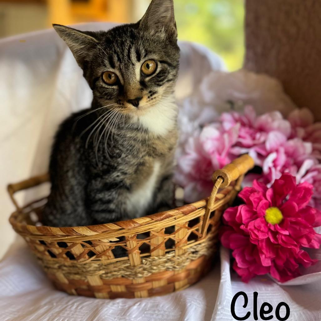 Cleo