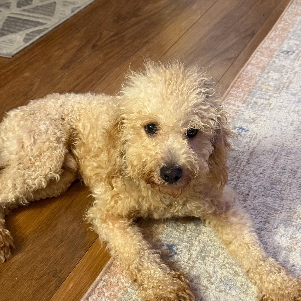 Baxter
