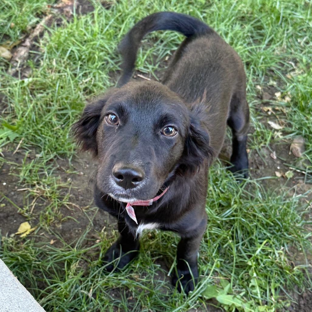 562 (2025) Hazel