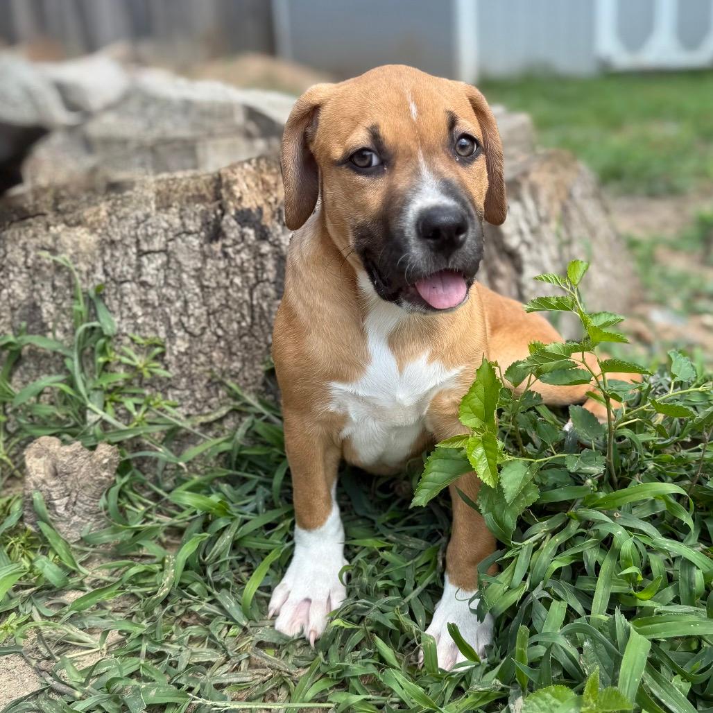 Lyra