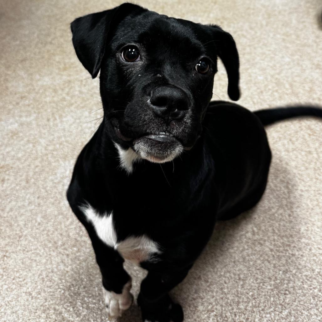 Penelope