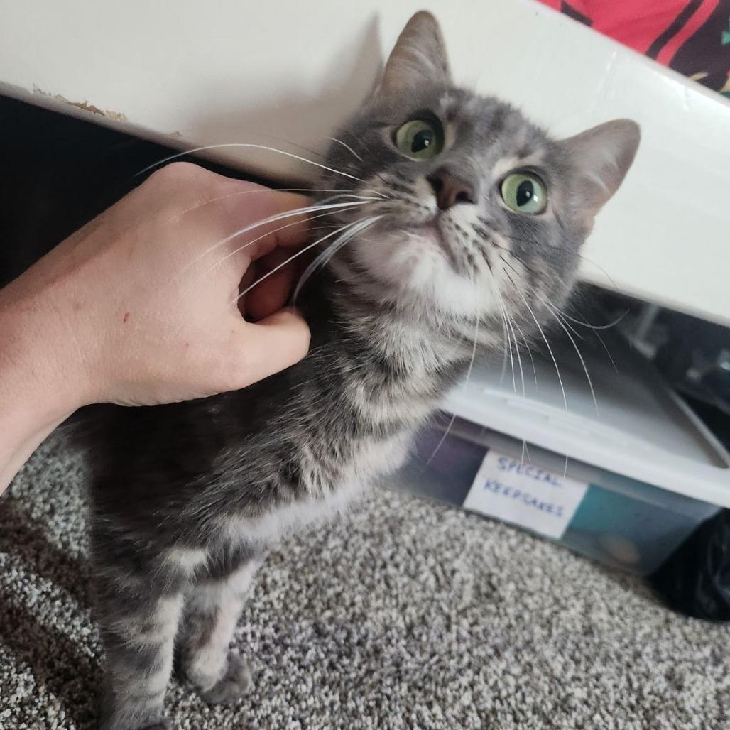 Snuggles-IN FOSTER