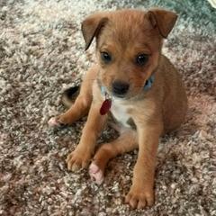 Dodger