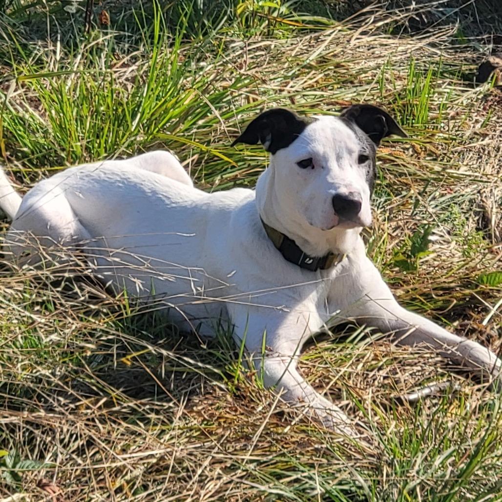 NY Rupert (Foster in Brewster NY)