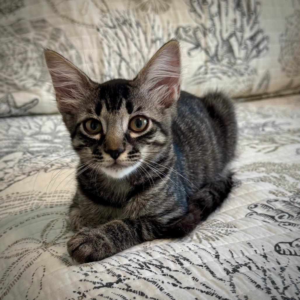 Elsie
