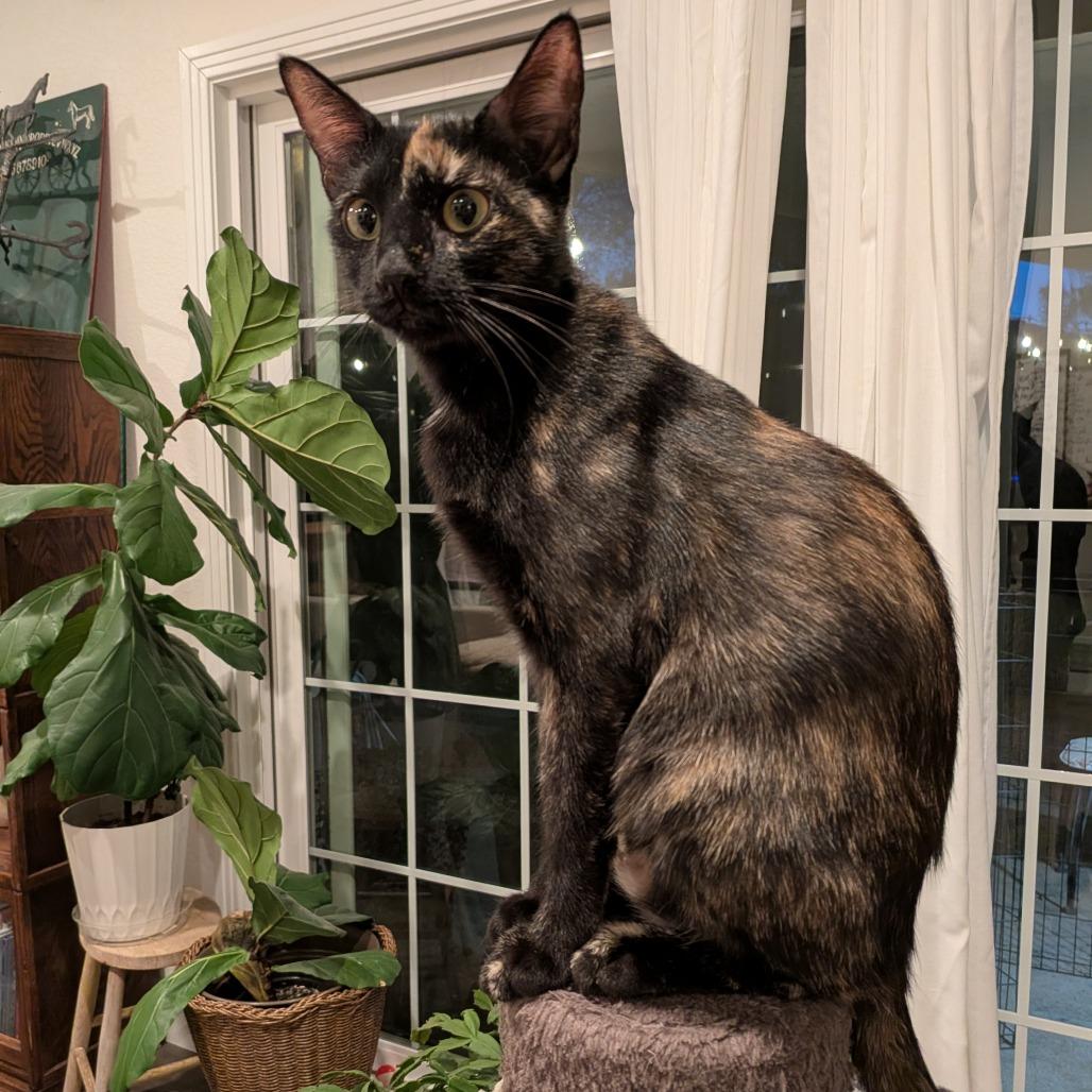 Rhea