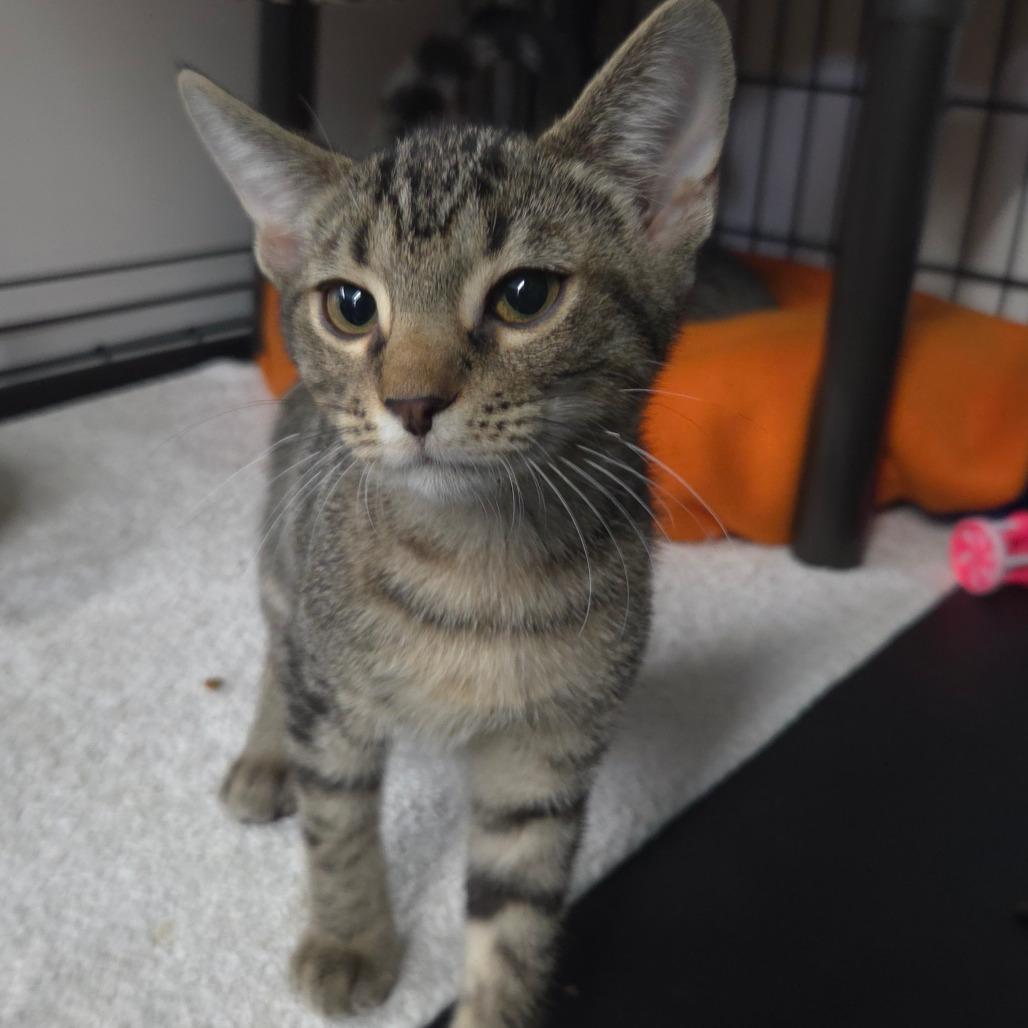Ollie