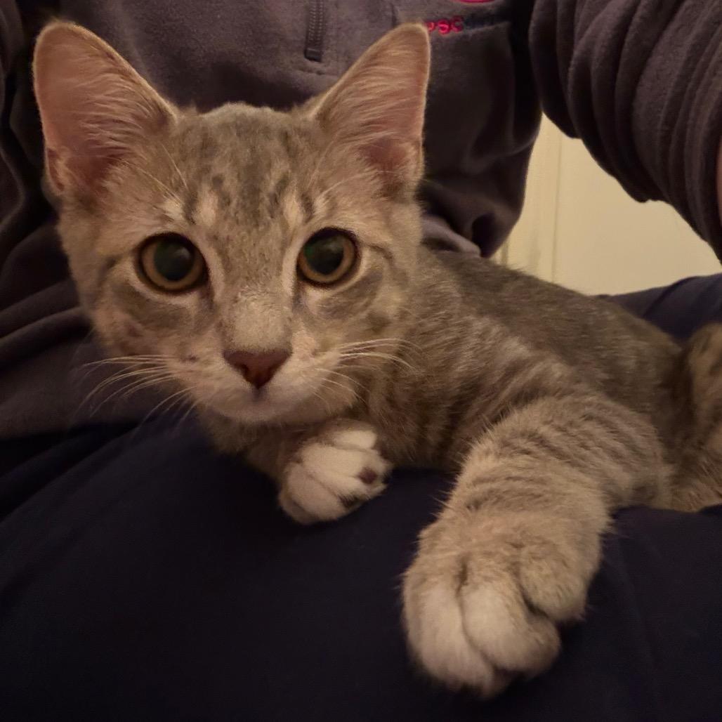 Shinx
