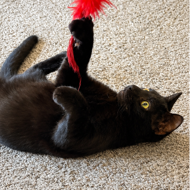 Spyder
