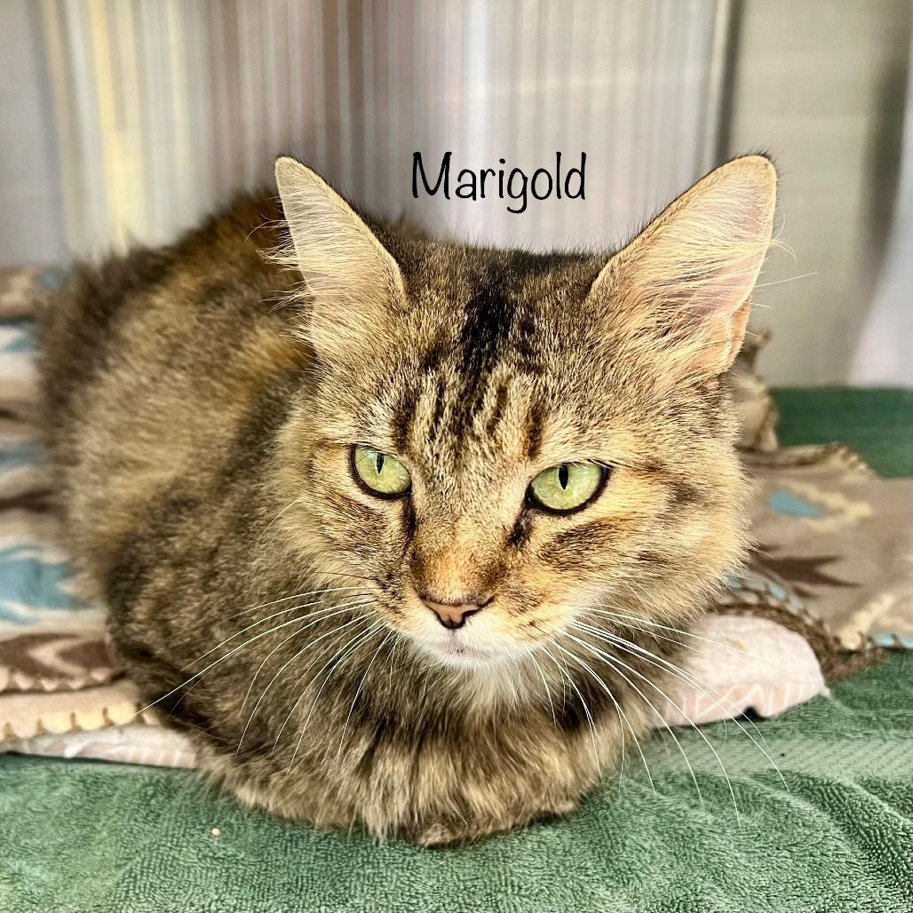Marigold