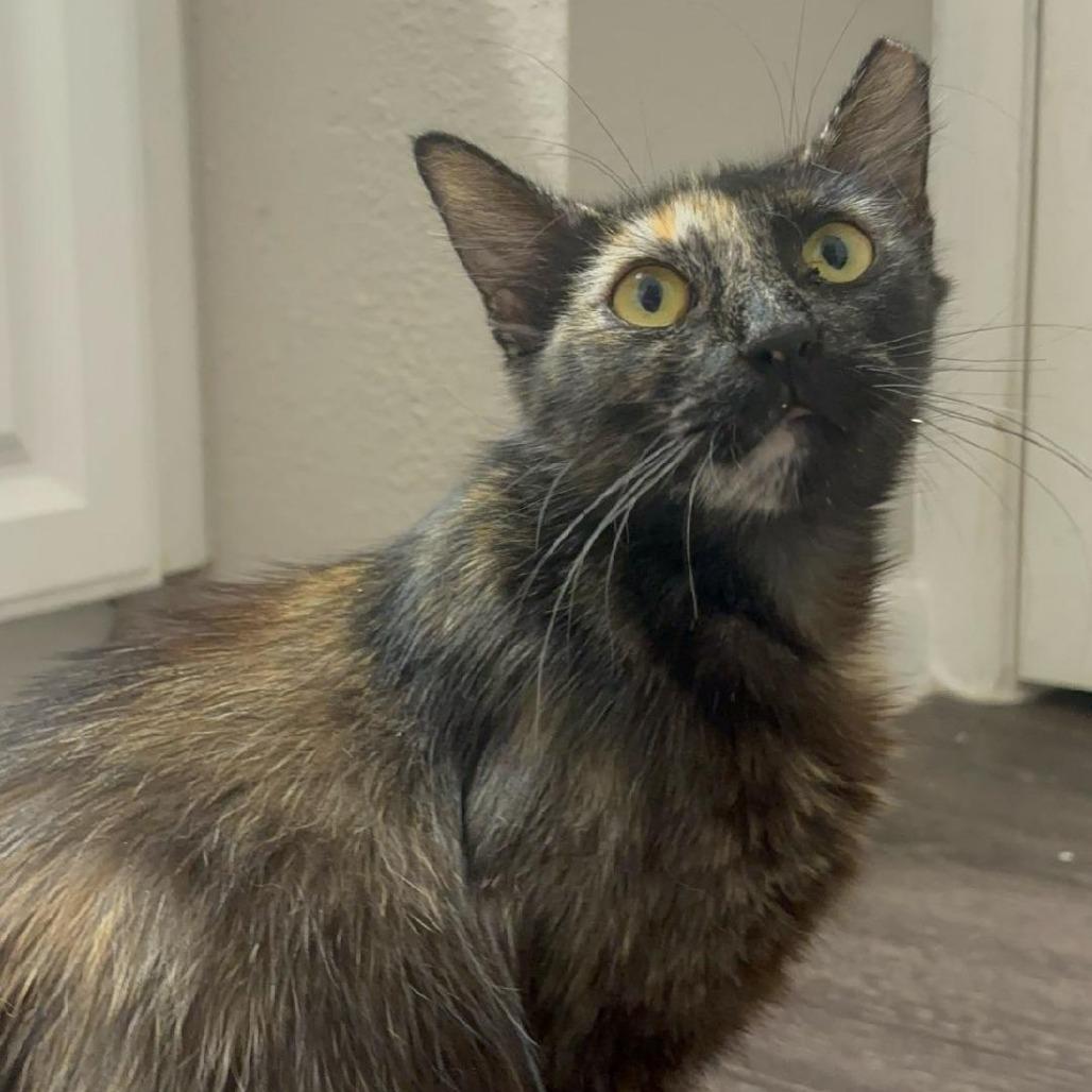 Priscilla