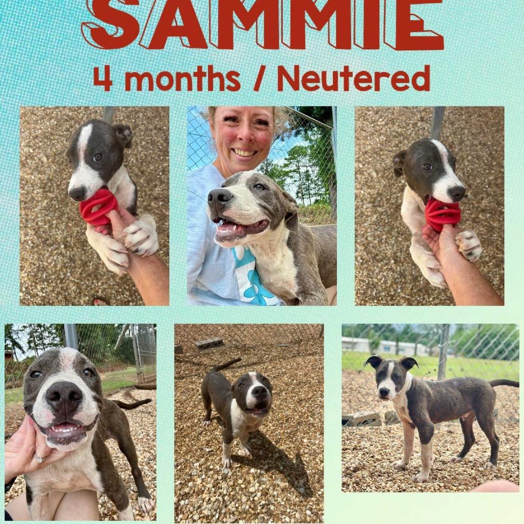 Sammy