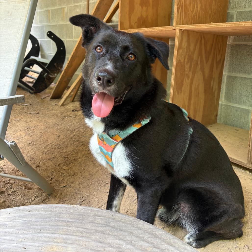 James (Adoption Fee SPONSORED!)