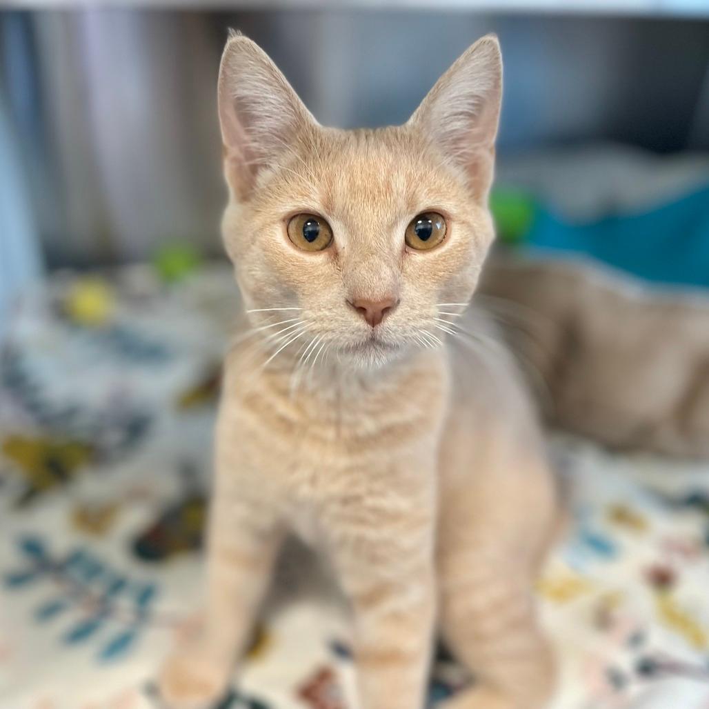 Finn