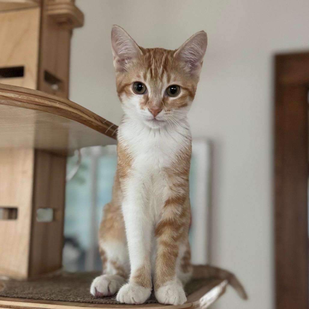 Ginger